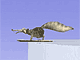 Click para jugar a Scrat Salto